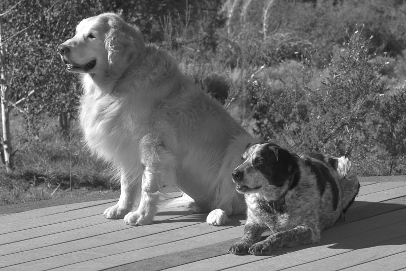 Jane's Goldens